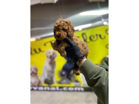 Toy poodle dünyası