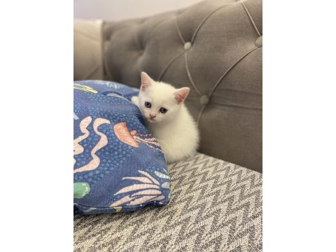 Beyaz bebek british shorthair