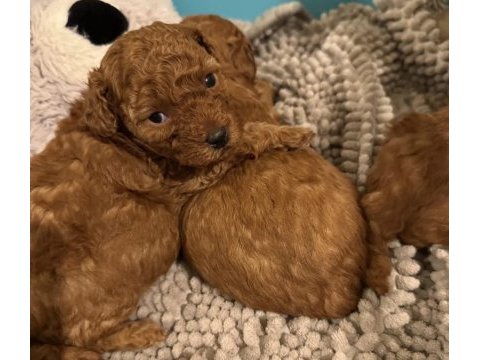 Toy poodle yavrular