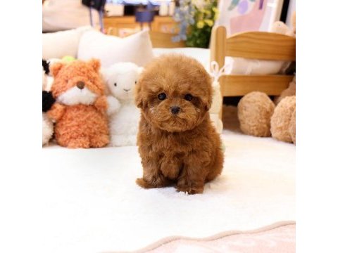 İstanbulun star bebekleri toy poodle