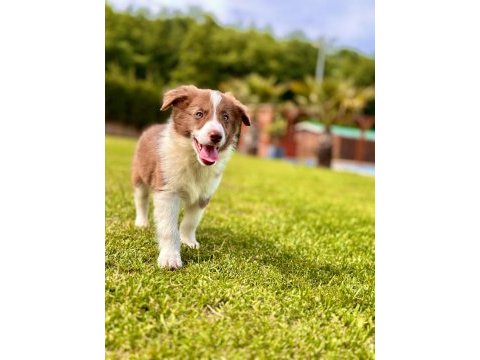 Birinci sınıf border collie yavruları