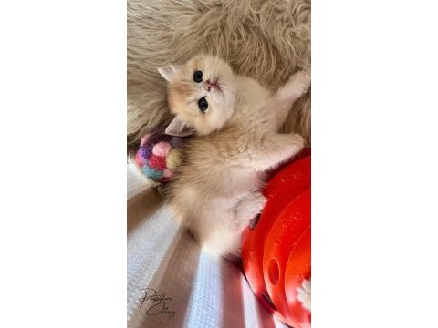 Saf kan golden british shorthair yavrular (wcf kayıtlı)