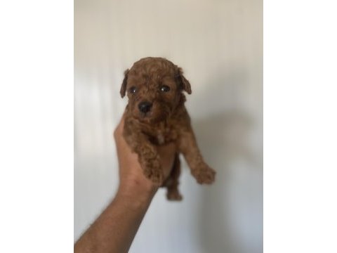 Siyah red ve red brown dişi erkek poodle yavrularımız