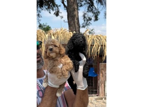 Minyatür poodle yavrularımız 