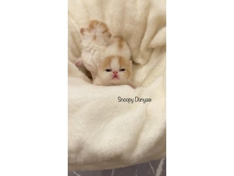 Şecereli exotic shorthair snoopy desen erkek yavrum