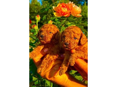 Çok sevimli toy poodle