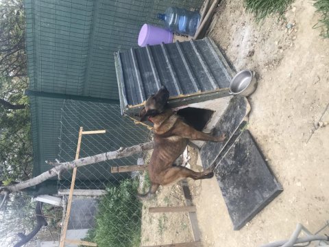 İki buçuk yaşında hiç bir sağlık problemi yok belçika kurdu