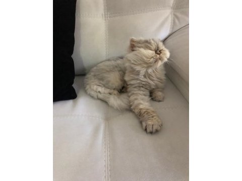 Chinchilla dişi kedimiz