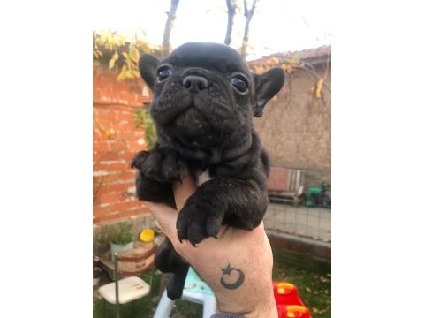 Uygun french bulldog yavrularımız yeni yuvasına hazır