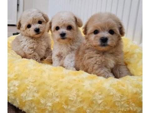 Maltipoo yavrularımın iddiasına bir bakın
