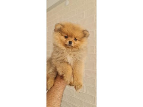Pomeranian teacup