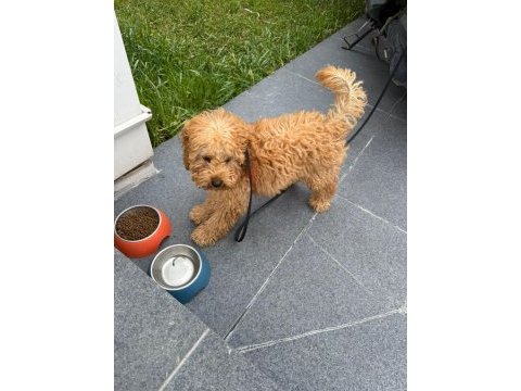 3 aylık eğitimleri tam toy poodle