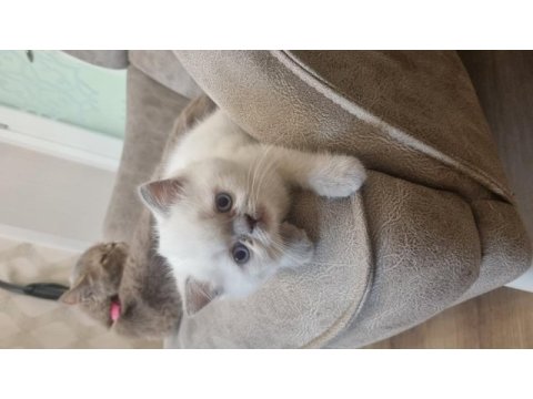 Boncuk gözlü blue point british shorthair