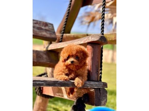 Oyuncak ayıcık görünümlü red poodle yavrularımız 