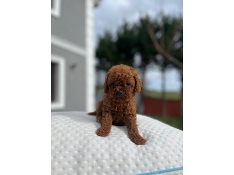 Aa kalite kore toy poodle
