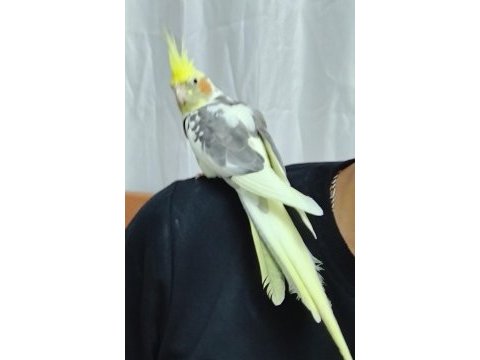 Erkek sultan