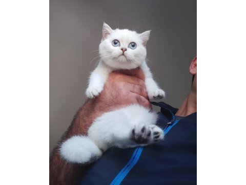 British shorthair yavruları