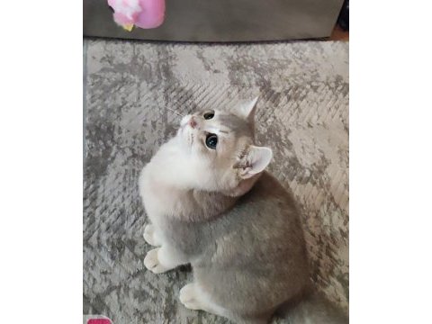Safkan british shorthair