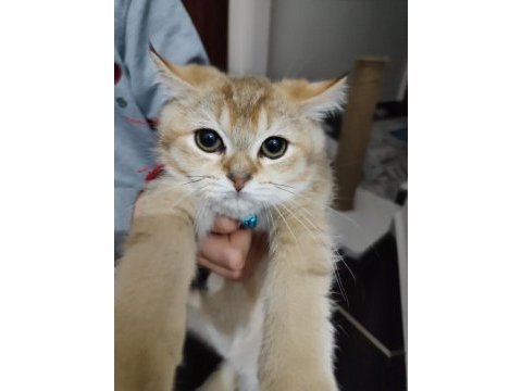 Tamamen sağlıklı 2 güzel scottish fold