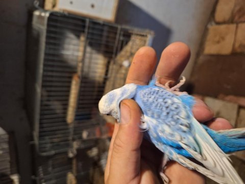 Ücretsiz muhabbet kuşu
