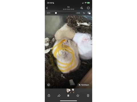 Hamster tatlı yavrular izmir buca