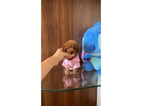 Show kalite toy poodle yavruları