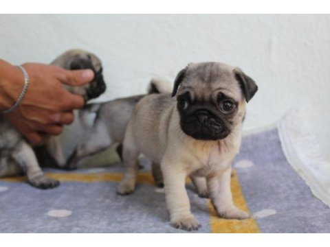 Pug yavruları yeni evlerine gitmeye hazırlar