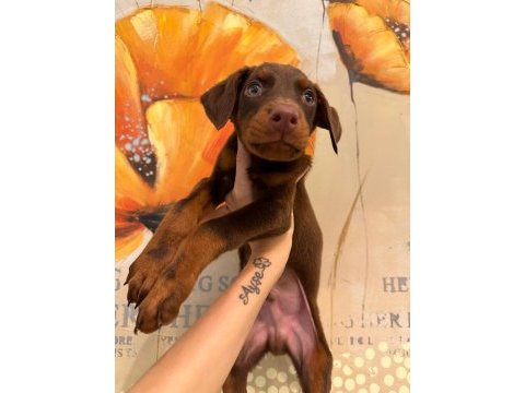 Doberman yavruları
