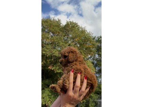 Redbrown teacup poodle yavrumuz ırkının en miniği