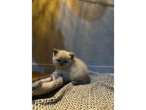 Scottish fold kedimiz bebeklerimiz yeni yuvalarını arıyor