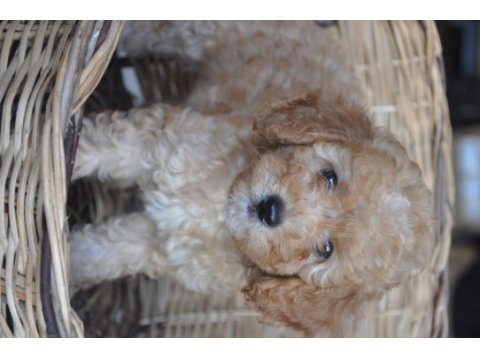 Poodle yavrularımız mevcuttur