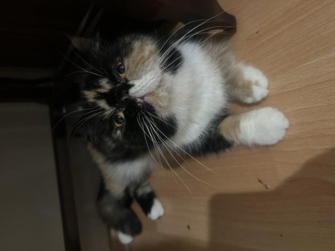 Şecereli calico exotic shorthair dişi