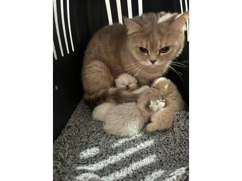 Yavru ve anne kedimiz eşyaları ile verilecek