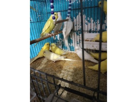 Her muhabbet kuşu vardır
