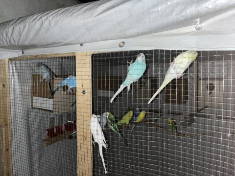 7 erkek ve 7 dişi üremeye hazır yetişkin muhabbet kuşlar