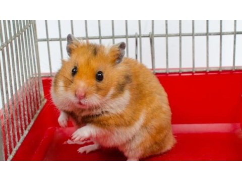 Yavru ve yetişkin suriye hamster bulunur