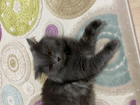 British longhair kedime kız arıyorum