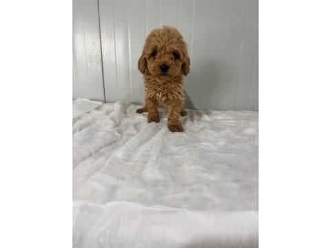 Poodle köpeğimizi kaçıran üzülür