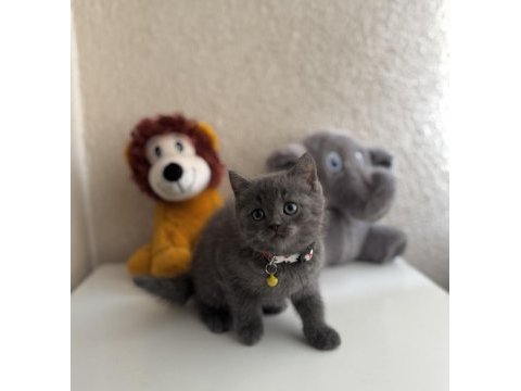 British shorthair gri yavru
