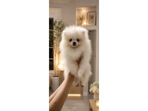 Pomeranian boo erkek ve dişi yavrularımız