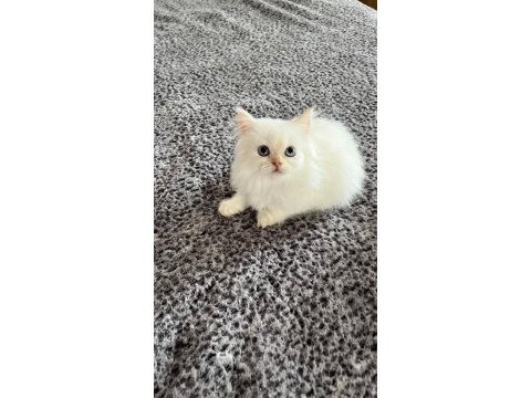 British longhair yavrular