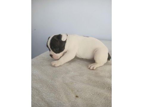 2.5 aylık french bulldog yavrular