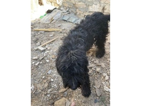 Siyah genç erkek köpeğimiz