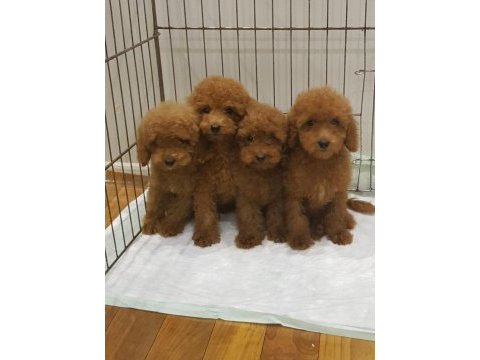 Red brown a kalite orjinal toy poodle yavrular
