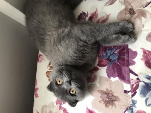 Aşıları tam 6 aylık erkek scottish fold malzemeleri ile