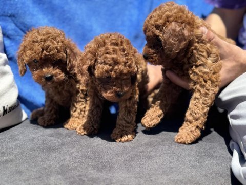 Ankaranın en seçkin toy poodle yavruları