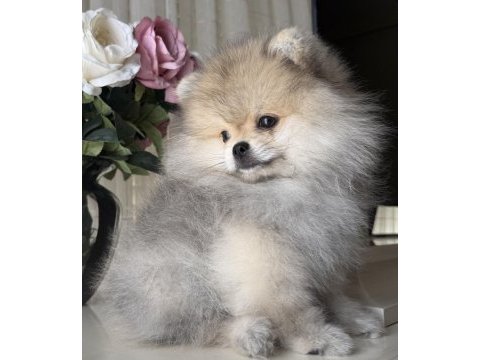 Pomeranian boo köpeği