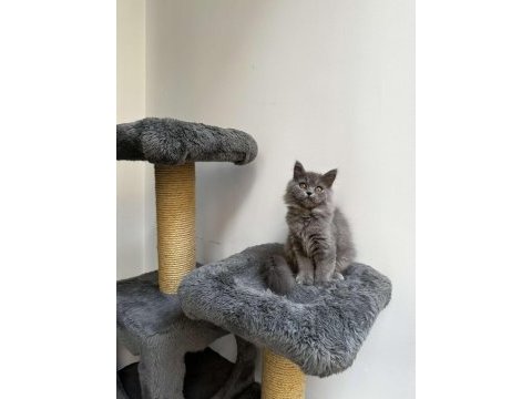 Gri british longhair cinsi yavrumuza yuva arıyoruz