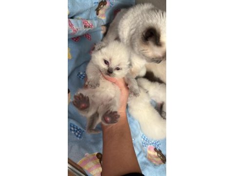 British shorthair blue point
