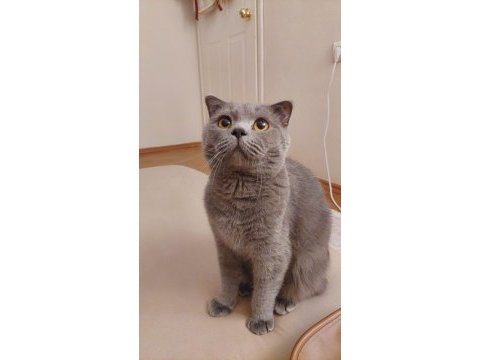 Erkek scottish fold british shorthair 2 yaşında